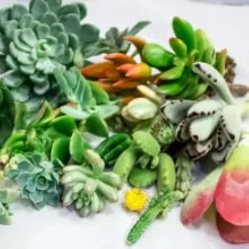 Vista 7 de 10 mini esquejes suculentos vivos surtidos, plantas iniciales únicas de enraizamiento