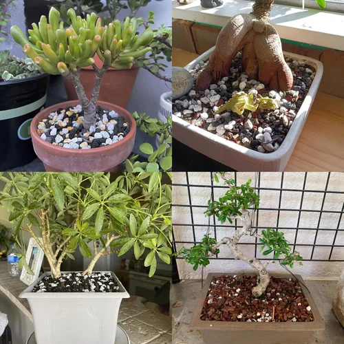 Vista 8 de Piedra pómez hortícola para plantas tamizada profesional (8 cuartos de galón, 1/2 pulgada)