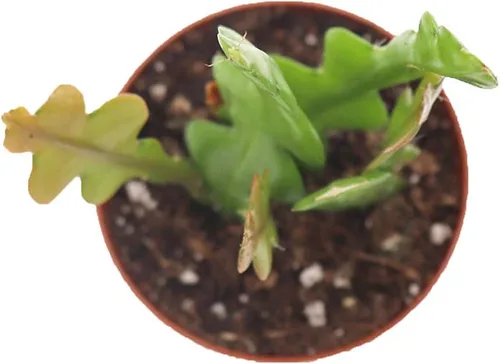 Vista 2 de Fishbone Cactus - Maceta de cultivo de 2.5 pulgadas de California Tropicals