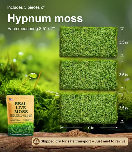Vista 2 de Musgo Hypnum vivo real (20,3 cm x 20,3 cm) – Musgo natural en lámina para terrarios, bonsáis, hábitats de reptiles y jardines de hadas