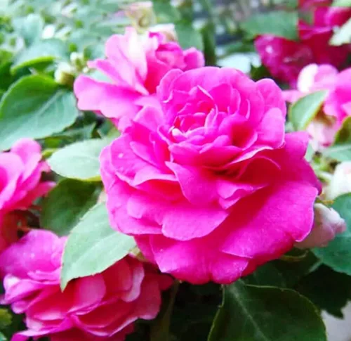 Vista 2 de 100PCS Semillas dobles Camelia Impatiens Color mezclado Impatiens Balsamina Semillas