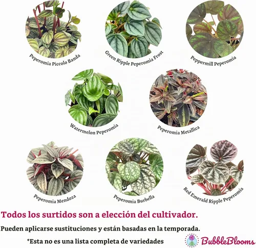 Vista 4 de BubbleBlooms Surtido de Peperomia, 6 peperomias diferentes en macetas de 2 pulgadas Grower's Choice