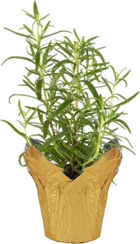 Vista 10 de Hierba aromática viva y saludable, eucalipto, mejora la calidad del aire, envuelta en cubierta Deco, 14 pulgadas de alto por 6 pulgadas de ancho