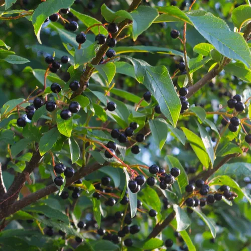Vista 4 de European Black Cherry Tree Premium Seeds Prunus padus 'Summer' Plants'® (Premium Seeds, 5)