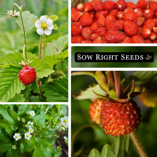Vista 4 de Sow Right Seeds - Semillas de fresa Regina Alpine para plantar - Paquete de reliquia sin OMG con instrucciones para plantar y cultivar un huerto