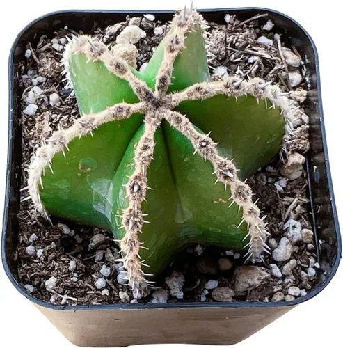 Vista 8 de Plantas de interior vivas suculentas "Bead Vine", tamaño aproximado de 2 pulgadas, suculentas en maceta, completamente enraizadas, de fácil cuidado