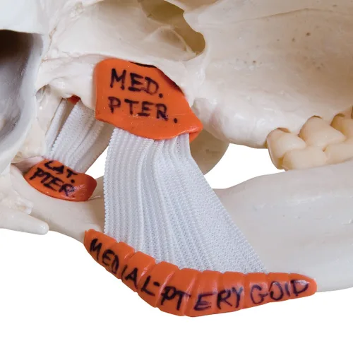 Vista 3 de Modelo de cráneo humano de plástico de 3B Scientific, 1