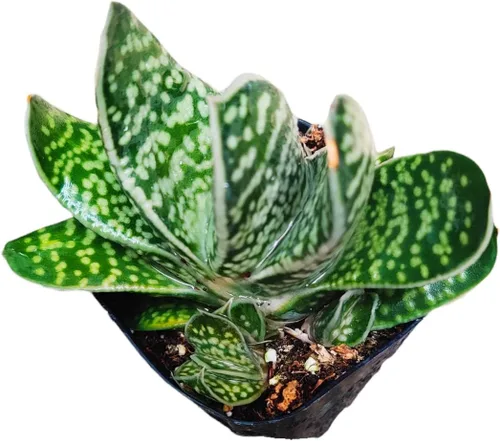 Vista 8 de Plantas suculentas de cactus vivos de USKC (2 "Pot Aloe Juvenna 'Tiger Tooth Aloe')