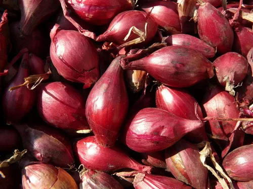 Vista 3 de Semillas de cebolla de chalota roja vegetal sin OMG para plantar