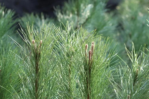 Vista 8 de 5 Pine Nut Italian Stone Pine Pinus Pinea Umbrella Evergreen Conifer Tree Seeds