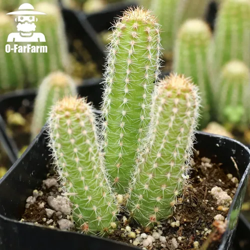 Vista 7 de Mezcla para macetas de suelo de cactus, 1.1 libras, pH optimizado de drenaje rápido con nutrientes añadidos, perfecta para macetas pequeñas de cactus