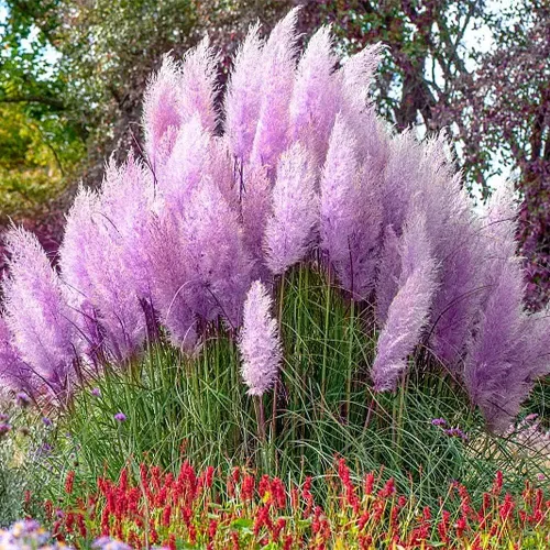 Vista 6 de 1000+ semillas mixtas de hierba de las Pampas Cortaderia Selloana para plantar, semillas de plantas ornamentales, decoración de jardín, flores altas