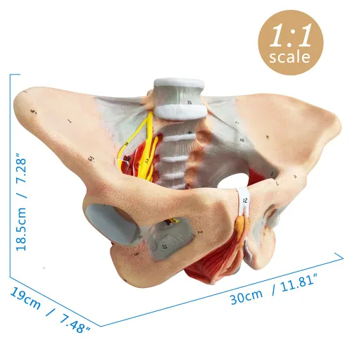 Vista 3 de Modelo de pelvis femenina con músculos del piso pélvico Modelo perineal Todo en uno Modelo de anatomía femenina 1: 1 Tamaño natural Esqueleto humano