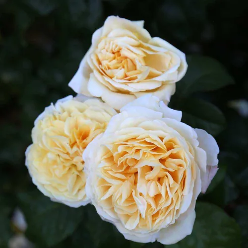 Vista 8 de Rosas de té híbridas de reliquia, planta de raíz propia viva para jardín al aire libre, Moonlight Romantica®, muy fragantes, zonas de rusticidad