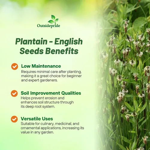 Vista 3 de Outsidepride Semillas de plátano inglés para plantar: 5,000 piezas de semillas de hierbas perennes, fáciles de cultivar para usos culinarios