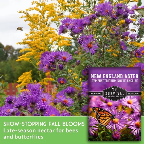 Vista 3 de Semillas de Jardín de Supervivencia - Semillas de Áster de Nueva Inglaterra para Plantar Flor Silvestre Perenne Púrpura Nativa Imán de Mariposas