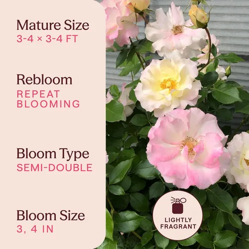 Vista 6 de Heirloom Roses Rose Bush - Easter Basket™ Planta amarilla viva para plantar al aire libre