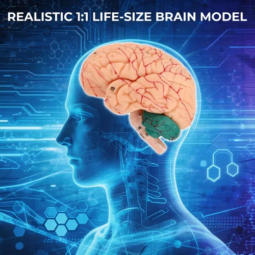 Vista 2 de Modelo de cerebro humano, modelo de anatomía cerebral magnética desmontable de tamaño natural de 8 partes, 32 estructuras cerebrales numeradas