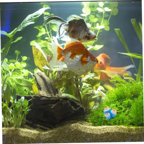 Vista 2 de balacoo Agua Paisaje Decoración Simulación Plantas Shell Modelo Fish Tank Ornamento Escultura Escritorio Hogar Tienda Tienda Estilo Cielo