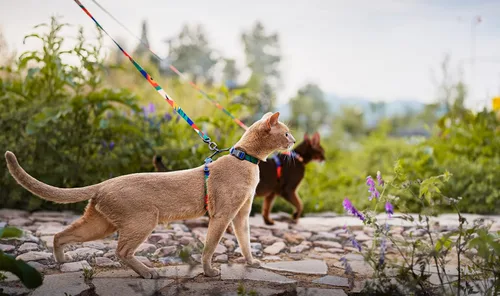 Vista 6 de pidan Cat Harness and Leash Set, Escape Proof Adjustable Kitten Harness for Large Small Cats, Easy Use, Lightweight Soft Walking Travel