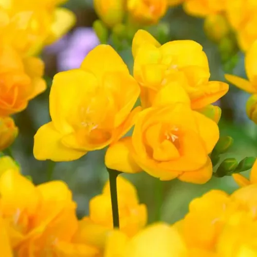 Vista 5 de Fresia - Bulbos de flores amarillas dobles fragantes, bombillas perennes fáciles de cultivar para plantar en otoño, perfectos para flores cortadas