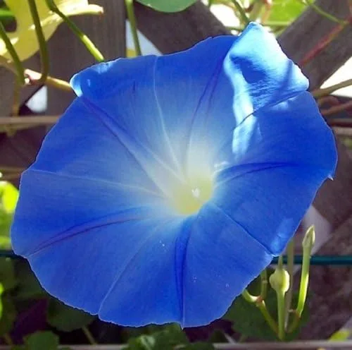 Vista 4 de Morning Glory - Semillas tricolor de Ipomoea sin tratar con flor azul celestial de Seed Kingdom (1 libra de semillas)