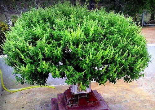 Vista 2 de Semillas Ornamentales Albahaca Tulsi Árbol para Plantar No GMO