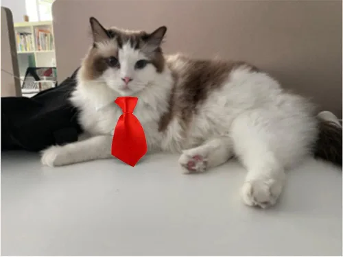 Vista 3 de Disfraz de 4 piezas para mascotas, perro, gato, corbatín para mascotas, collar formal ajustable para gatos, perros pequeños, accesorios de aseo