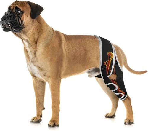 Vista 12 de Rodillera para perros pequeños, estabilidad de rodilla y soporte activo, talla S Provides comfortable knee support for dogs with joint weakness