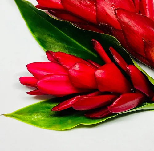Vista 2 de Wellspring Gardens - Planta viva de jengibre rojo enano, Alpinia purpurata, flora tropical de alta calidad para interiores y exteriores, perfecta
