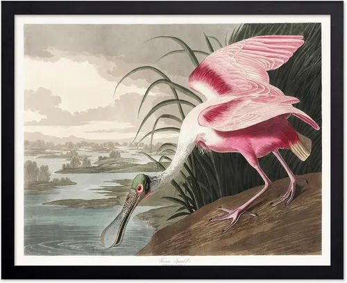 Vista 101 de Poster Master Póster vintage de James Audubon – Impresión retro de amargo americano – Arte de aves de América – Regalo para hombres, mujeres