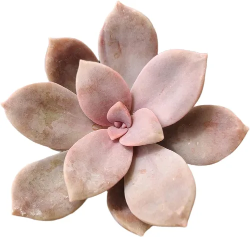 Vista 21 de Plantas de cactus suculentas vivas de USKC (maceta de 2 pulgadas) (Adromischus Maculatus)