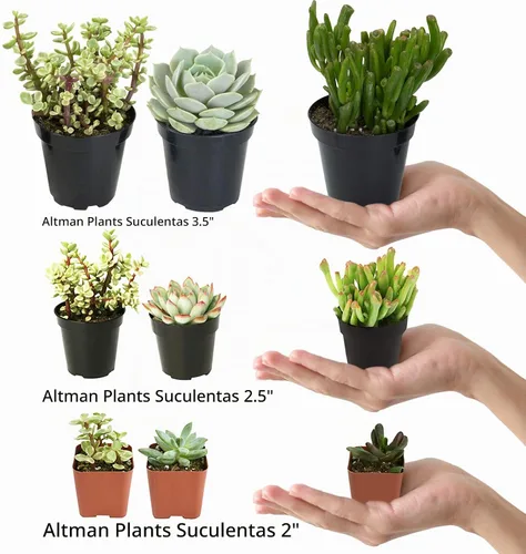 Vista 2 de Altman Plants - Juego de suculentas de escritorio para oficina