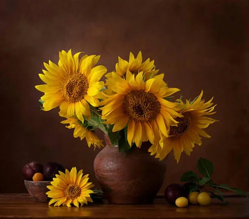 Vista 4 de 500 semillas de girasol mixtas para plantar, semillas de girasol tradicionales sin OMG de alta calidad para plantar en jardines y paisajismo, mejora