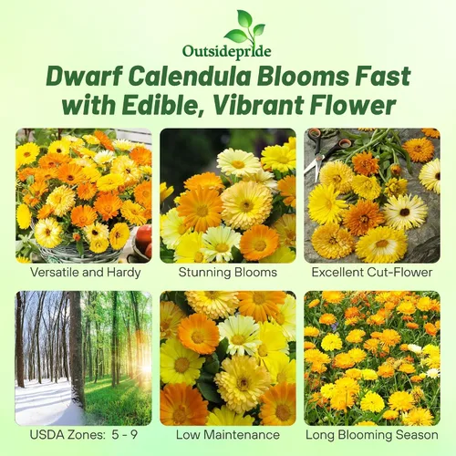 Vista 2 de Outsidepride Fruit Twist - Semillas de caléndula – 100 semillas anuales comestibles de flores para plantar para platos y usos de bienestar