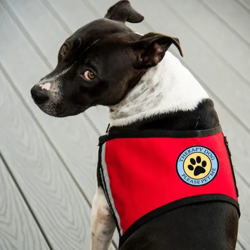 Vista 5 de Therapy Dog - Parche cosido con estampado de patas, para terapia de perro o arnés