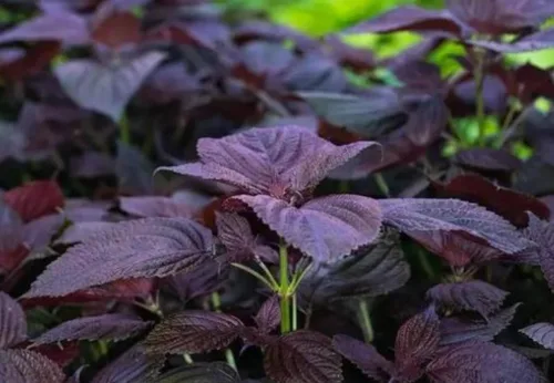 Vista 2 de Semillas anuales de albahaca asiática sin OMG, 200 unidades, color morado, Shiso