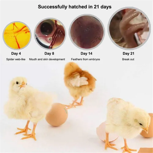 Vista 4 de Incubadora de huevos, incubadoras digitales totalmente automáticas, control automático de temperatura de torneado de huevos, pantalla LED