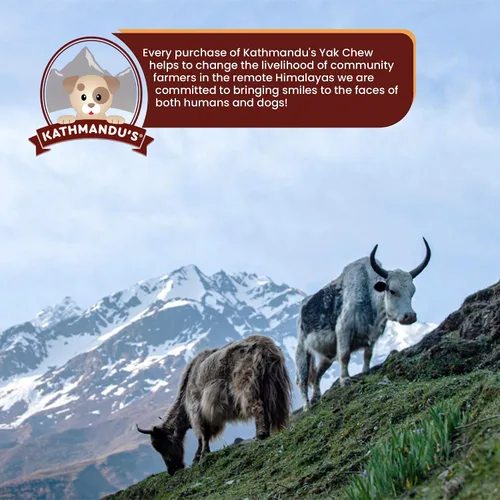 Vista 9 de Queso auténtico del Himalaya de yak para perros - Pequeño (Paquete de 10) - Procedencia de las estribaciones prístinas del Himalaya, sin cuero