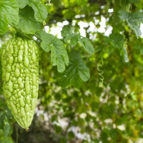 Vista 5 de 30 semillas de melón amargo para plantar, semillas anuales de Momordica, semillas de melón amargo sin OMG para el hogar, jardín al aire libre