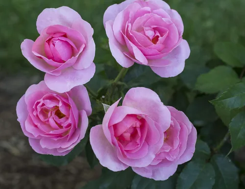 Vista 4 de Green Promise Farms KOROSPCHK Rosa Peachy Knock, contenedor de 3 tamaños, flores de melocotón