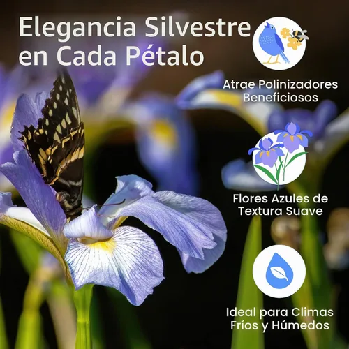 Vista 3 de Created By Nature Wild Iris Seeds, 400 semillas de flores perennes moradas