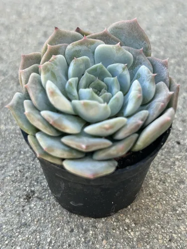 Vista 2 de Echeveria Snow Fairy - Planta suculenta viva, maceta de 2 pulgadas, azul verdoso con puntas rosas, planta de interior decorativa para interiores