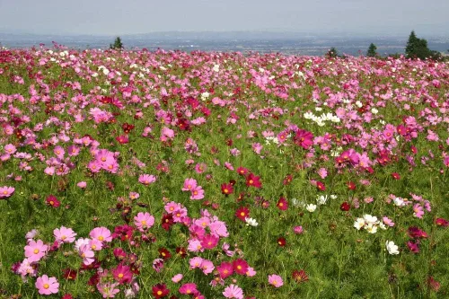 Vista 3 de 2000 Sensation Mix Cosmos Bipinnatus Seeds, por Seeds2Go