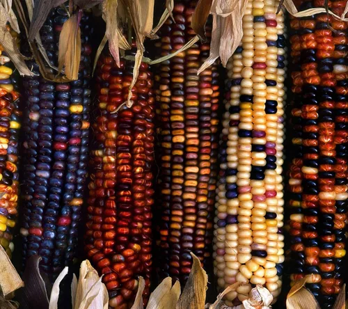 Vista 2 de Semillas de maíz vegetal Montana Mix Heirloom para ensaladas - 25 semillas
