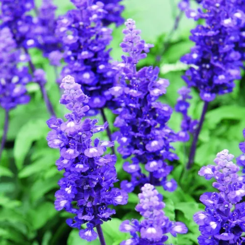 Vista 2 de Más de 1200 semillas de salvia perenne para plantar al aire libre: plantas anuales de Salvia Farinacea para el jardín de flores silvestres