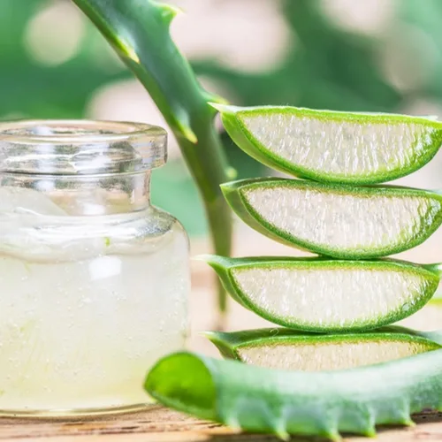 Vista 5 de Planta viva de aloe vera de aloe vera para plantar en maceta de tamaño de 2 pulgadas Planta Aleo vibrante de bajo mantenimiento para patio, balcón