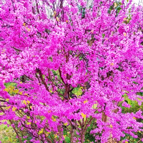 Vista 2 de Árbol Redbud oriental rosa morado, 7-13 pulgadas de alto