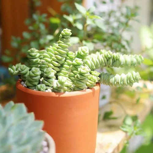 Vista 6 de Caja de suculentas Colección única de suculentas de Crassula vivas, fáciles de cultivar, planta de interior para el hogar, totalmente enraizadas