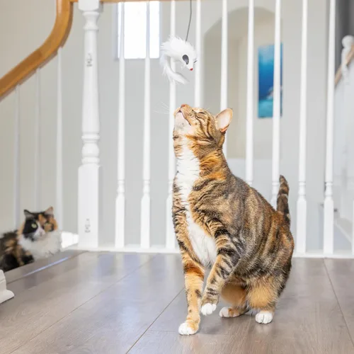 Vista 11 de SPOT A-Door-Able - Juguete interactivo para gatos con sonajero colgante y hierba gatera, entretiene a los gatos durante horas, disfruta